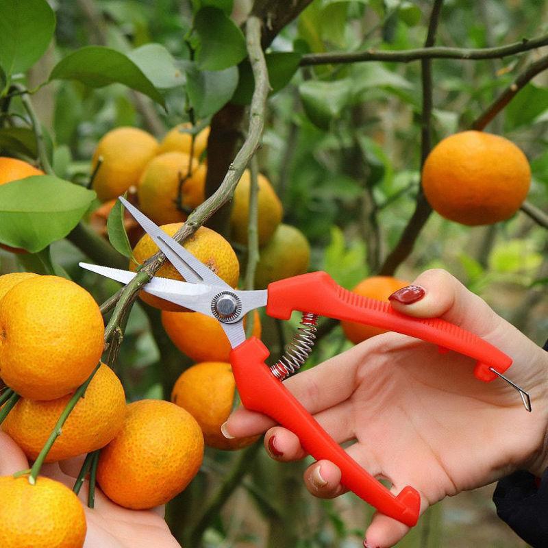 Forbici da Potatura per Giardi - Gardening Tools Sharp recensione e prezzo